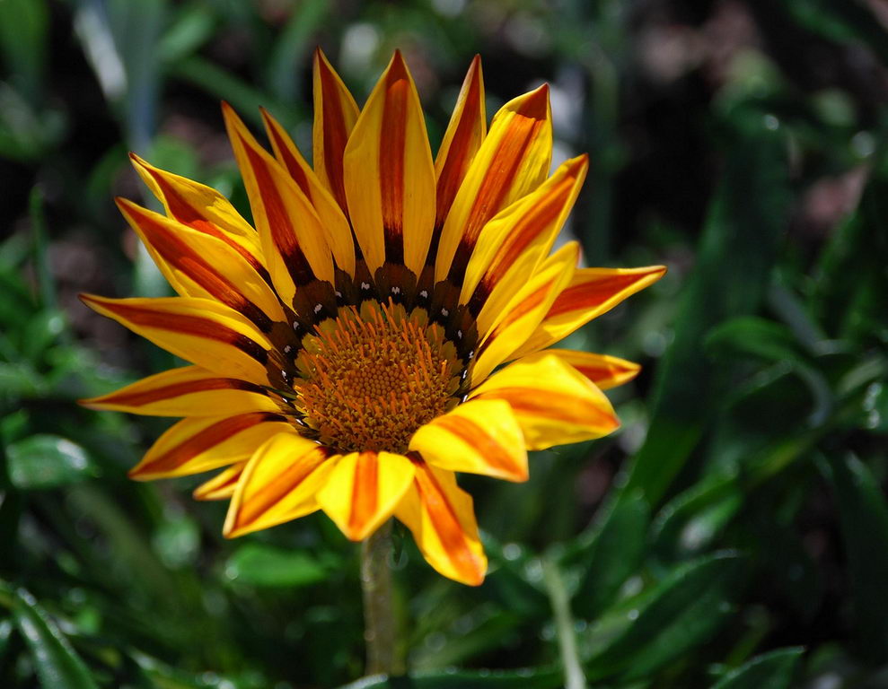 معرفی و راهنمای پرورش گیاهان زینتی - گازانیا اسپلندنس